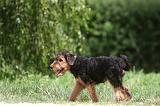 AIREDALE TERRIER 336